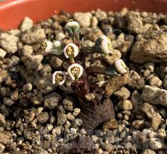 Image result for Monadenium pedunculatum