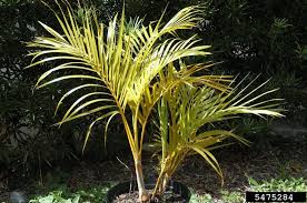 There are 3 palm stalks. Palm Diseases Nutritional Problems Home Garden Information Center