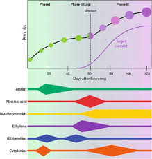 We did not find results for: Phytohormonal Control Over The Grapevine Berry Development Intechopen