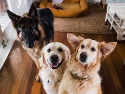 A dog image