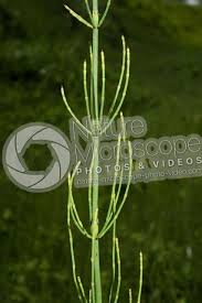 Image result for Equisetum ramosissimum
