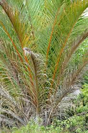 Image result for Raphia farinifera