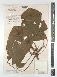 Image result for Lecaniodiscus