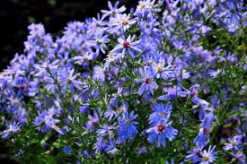 Image result for Microglossa