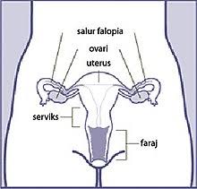 Penguncupan otot uterus ini berlaku disebabkan oleh peningkatan hormon prostaglandin semasa haid. Kitaran Haid Wikipedia Bahasa Melayu Ensiklopedia Bebas