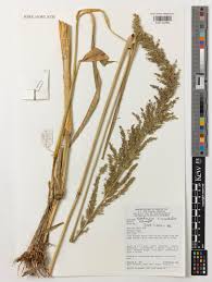 Image result for Setaria poiretiana