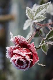 pin by my anh on 1 rose in white snow flower aesthetic flowers photography beautiful flowers