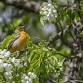 Nature Walk at Chesterwood event image
