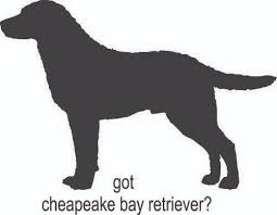 Dt 1311 Got Chesapeake Bay Retriever Vinyl Sticker Decal