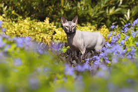 The sphynx is of medium size and body conformation with surprising weight for its size. Rasseportrait Don Sphynx Charakter Eigenschaften Deine Tierwelt De Magazin
