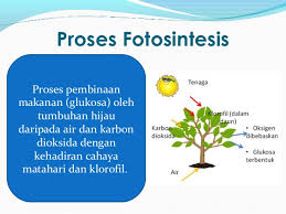 Pucuk, daun, bunga dan batang akan bergerak ke arah cahaya matahari kerana tumbuhan memerlukan cahaya matahari untuk tumbesaran dan proses fotosintesis. Fotosintesis
