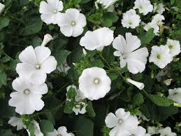 Malven Fleissige Sommerbluher Blumen Stauden Stockrosen Pflanzen