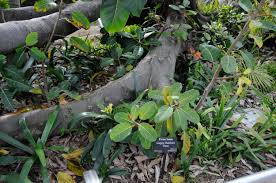 Image result for Ficus lutea