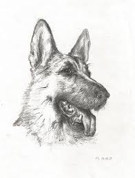 Drawing Dog German Shepherd Art Dog Drawing Simple Dog Drawing Realistic Drawings
