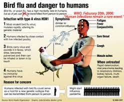 The man, a resident of the city of zhenjiang, was hospitalised on april 28 after developing a fever and other symptoms, the nhc said in a statement. Worldwide Alert For Avian Influenza Bird Flu Medical Articles By Dr Ray