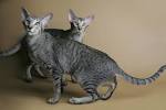 Oriental Shorthair - Wikipedia