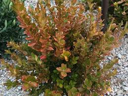 I have a bunch of boxwood hedges and they have all started to turn yellow. Boxwood Bronzing Why And How To Address