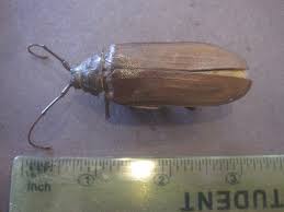 Palo verde beetles can be found throughout the southwest, but they are extensively located in and around phoenix and tuscon in arizona. Palo Verde Beetle Is It 273210 Ask Extension