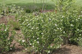 Image result for Hyparrhenia anemopaegma