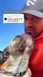 Is Jip Jip the talking dog handsome?! 🥹🥰❤️ #frenchbulldog #frenchie ...