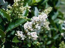 The following photos will allow you to identify white flowering plants. White Flowering Tree Identification Displaying 20 Images For White Flowering Trees Identificatio White Flowering Trees Tree Identification Flowering Trees