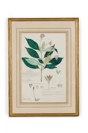 Image result for Ecbolium clarkei