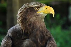We did not find results for: Seeadler In Deutschland Beobachten So Gelingt S