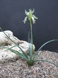 Image result for Aloe ballii