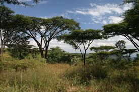 Image result for Antopetitia abyssinica