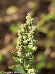Image result for Chenopodium opulifolium