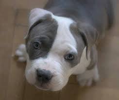 Pin By Natalia Torres On For The Home Blue Nose Pitbull Puppies Pitbull Puppies Pitbulls