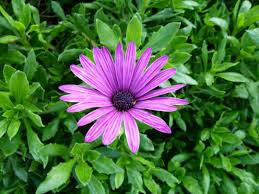 Image result for Dimorphotheca