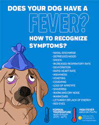 What Can I Give My Dog For A Fever? – Innovet Pet