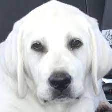 My Lab Puppies Home Facebook