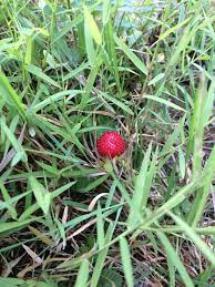 You'll find plenty of such wild berries in wild, mountains, trails and national parks. What Is This Red Berry That Is Not A Strawberry It Is Very Small 422173 Ask Extension