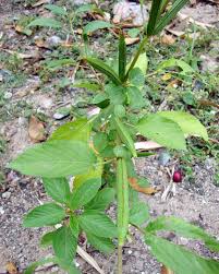 Image result for Cyperus longicarpus