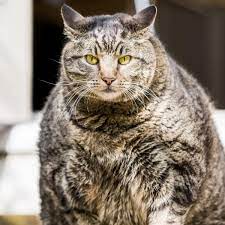 Six life stages of tabby cats kitten (up to 6 months) Fat Cats How To Get A Lazy Obese Feline Into Perfect Shape Pets The Guardian