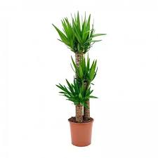 Yucca cane is easy to grow and an excellent choice if you're just starting out with houseplants. Yucca Palm Buy Online In Pakistan Doorstep Delivery Etree Pk