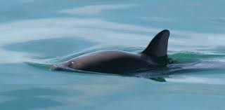 La vaquita marina es la especie que se encuentra en mayor peligro de extinguirse de todos los mamíferos marinos en el mundo. Vaquita Wikipedia
