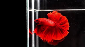 Cara beternak ikan cupang 1. Cod Promo Cupang Halfmoon Super Red Siap Breed Harga Promo Awal Bulan Lazada Indonesia