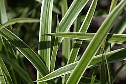Image result for Carex mannii