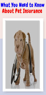 Everything You Need To Know About Dog Health Insurance Pet Insurance Dogs Dog Insurance Cat Illnesses
