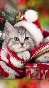 Pin By Jeannette On Christmas New Years Christmas Kitten Christmas Cats Merry Christmas Cat