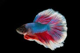 Gratis Afbeelding Op Pixabay Vechten Vissen Vis Driekleur Vissen Klein Aquarium En Vis