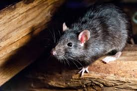 When taking your trash outside, make sure that the outdoor cans are stored away from the building. Does Bleach Keep Rats Away Find Out Now Upgraded Home