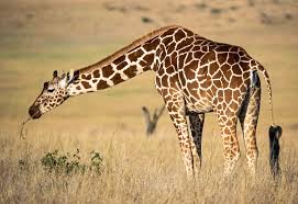 What is the giraffe's favorite tree to eat? Brown Giraffe Eating Grass Photo Free Kenya Image On Unsplash