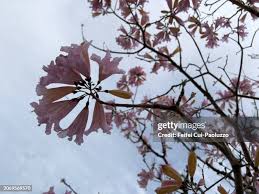 Image result for Handroanthus impetiginosus