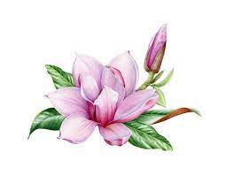 Pink Magnolia Flower With Green Leaves Watercolor Image Blooming Spring Tree Close Up Hand Drawn Illustration Magn Flower Drawing Magnolia Flower Spring Tree