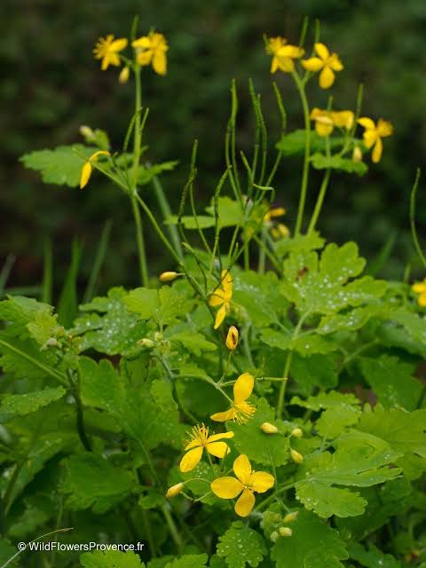 Rusa trava (Chelidonium majus) u svom prirodnom okruženju, генерисала је вештачка интелигенција