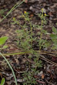 Image result for Stylosanthes fruticosa